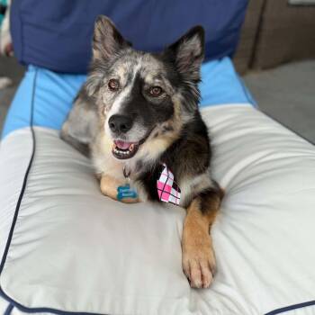Marley -  Australian Shepherd and Border Collie Dog for Adoption in Houston, Texas - Marley | PetCurious