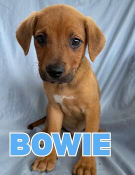 Bowie -  Mixed Breed Dog for Adoption in Shalimar, Florida - Bowie | PetCurious