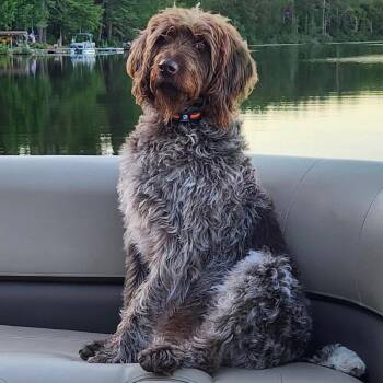 Wirehaired Pointing Griffon Dogs Available for Adoption in Hawley, Pennsylvania - Aggie | PetCurious