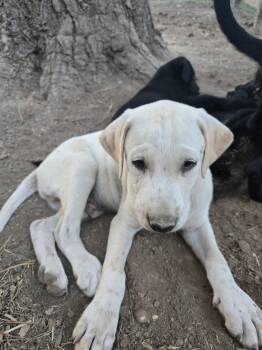 Prince -  Labrador Retriever Dog for Adoption in Kannapolis, North Carolina - Prince | PetCurious