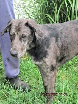 Bella -  Great Dane Dog for Adoption in Paris, Kentucky - Bella | PetCurious