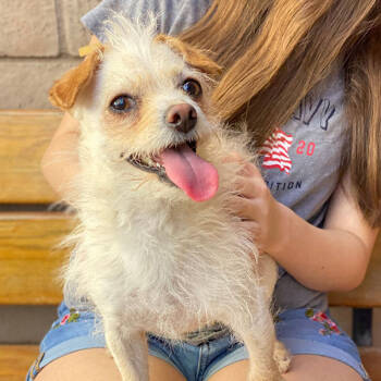Bixby -  Terrier and Yorkshire Terrier Dog for Adoption in Phoenix, Arizona - Bixby | PetCurious