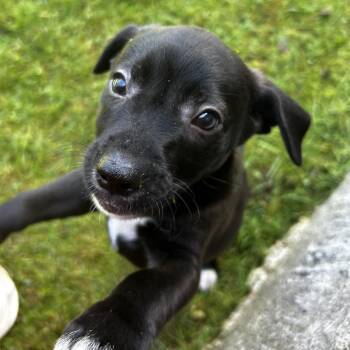 Mellow Cup -  Feist Dog for Adoption in Spruce Pine, North Carolina - Mellow Cup | PetCurious
