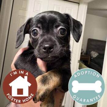 Dahlia -  Mixed Breed Dog for Adoption in Janesville, Wisconsin - Dahlia | PetCurious