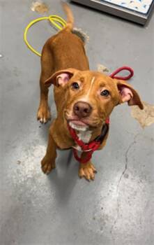 JONAS -  Pit Bull Terrier Dog for Adoption in Peoria, Illinois - JONAS | PetCurious