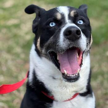 German Shepherd Dog and Husky Dogs Available for Adoption - Sam | PetCurious