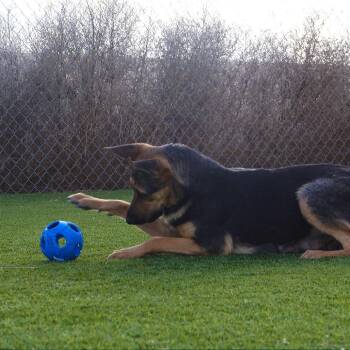 German Shepherd Dog Dogs Available for Adoption - Sasha | PetCurious
