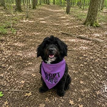 Shih Tzu and Mixed Breed Dogs Available for Adoption in Hopkinton, Massachusetts - Mister | PetCurious