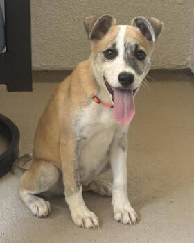 Collie Dogs Available for Adoption in Corona, California - Benjamin | PetCurious