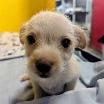 Banana -  Terrier and Mixed Breed Dog for Adoption in Houston, Texas - Banana | PetCurious