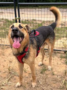 Rescue German Shepherd Dog Dogs for Adoption in Fosters, Alabama - JAGER | PetCurious