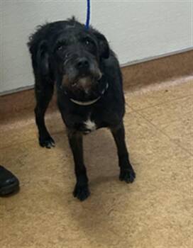 Schnauzer and Mixed Breed Dogs Available for Adoption - A913910 | PetCurious