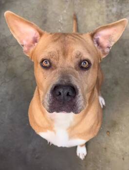 Pit Bull Terrier Dogs Available for Adoption - Nine | PetCurious