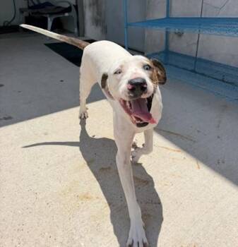 Blitz -  Catahoula Leopard Dog and Mixed Breed Dog for Adoption in New Orleans, Louisiana - Blitz | PetCurious