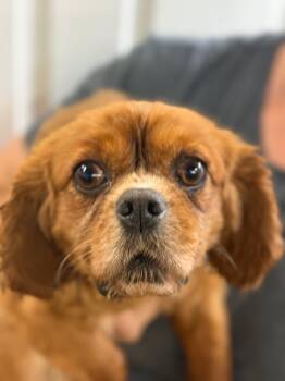 Cavalier King Charles Spaniel Dogs Available for Adoption in Blue Springs, Missouri - Ray | PetCurious