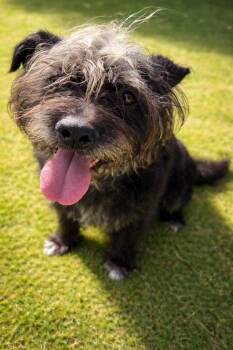 Schnauzer and Poodle Dogs Available for Adoption - Miradoli | PetCurious