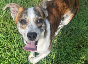 Surfer -  Basset Hound and American Staffordshire Terrier Dog for Adoption in Burnsville, North Carolina - Surfer | PetCurious