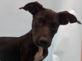 Silas -  Australian Kelpie and Mixed Breed Dog for Adoption in Minneapolis, Minnesota - Silas | PetCurious
