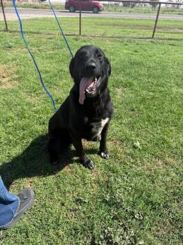 Shadow -  Labrador Retriever and Great Pyrenees Dog for Adoption in Severance, Colorado - Shadow | PetCurious
