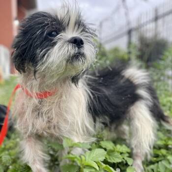 Woofles -  Shih Tzu and Mixed Breed Dog for Adoption in Wimberley, Texas - Woofles | PetCurious