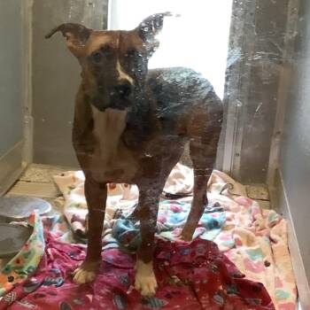 Hercules -  Shepherd and Mixed Breed Dog for Adoption in Dayton, Ohio - Hercules | PetCurious