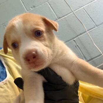 Frankie 7496 -  Husky and Mixed Breed Dog for Adoption in Loxahatchee Groves, Florida - Frankie 7496 | PetCurious