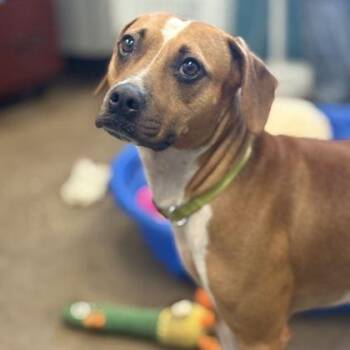 WINNIE -  Beagle Dog for Adoption in Fernandina Beach, Florida - WINNIE | PetCurious