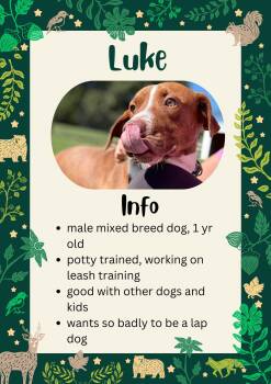 Rescue Mixed Breed Dogs for Adoption in Greensburg, Indiana - Luke | PetCurious