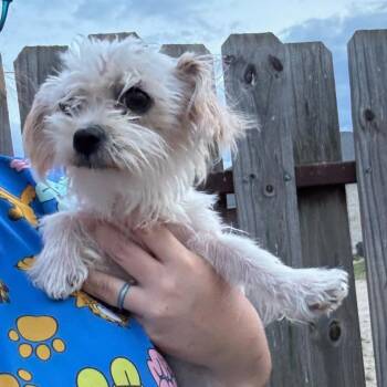 Silky Terrier and Mixed Breed Dogs Available for Adoption in Rockville, Maryland - Lafonda | PetCurious