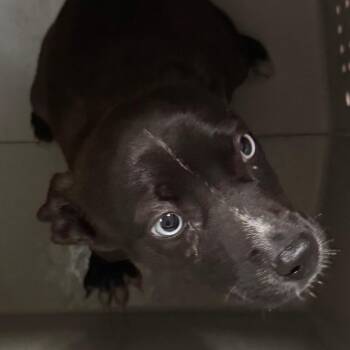 Rosie -  Pit Bull Terrier Dog for Adoption in Birmingham, Alabama - Rosie | PetCurious