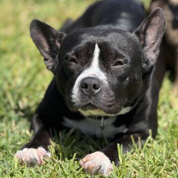 Rescue American Bully Dogs for Adoption in Pearland, Texas - Sandy | PetCurious