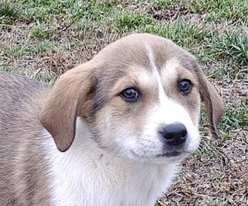 German Shepherd Dog and Yellow Labrador Retriever Dogs Available for Adoption - Jordan Olympians | PetCurious