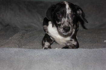 Rescue Australian Shepherd Dogs for Adoption in Phoenix, Arizona - Shelby | PetCurious