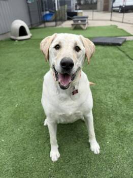 Labrador Retriever Dogs Available for Adoption in Cedar Rapids, Iowa - Butter | PetCurious