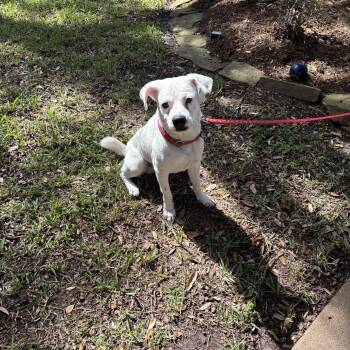 Terrier Dogs Available for Adoption in Houston, Texas - Joe | PetCurious