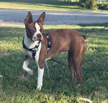 Lassy in MO -  Boston Terrier Dog for Adoption - Lassy In MO | PetCurious