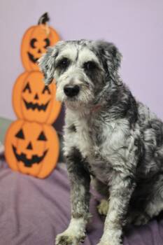 Rocky in NH. Come Meet our Adoptable Dogs Wednesday-Saturday. Mo -  Poodle Dog for Adoption in Manchester, New Hampshire - Rocky In NH. Come Meet Our Adoptable Dogs Wednesday-Saturday. Mo | PetCurious