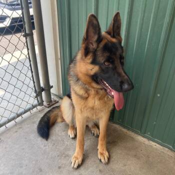 German Shepherd Dog Dogs Available for Adoption in New Ringgold, Pennsylvania - Lexi (26-206) | PetCurious
