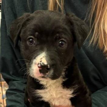 Retriever and Mixed Breed Dogs Available for Adoption - Rocky | PetCurious