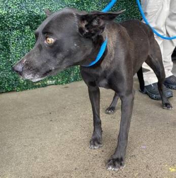 61733492 -  Shepherd and Mixed Breed Dog for Adoption in El Paso, Texas - 61733492 | PetCurious