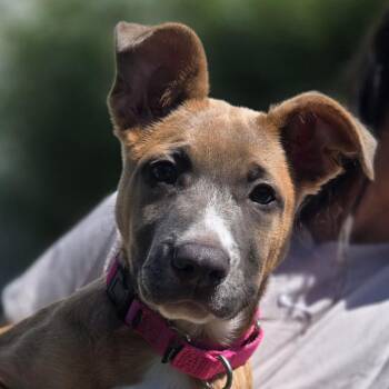 Mixed Breed Dogs Available for Adoption in Sonoma, California - Thora | PetCurious
