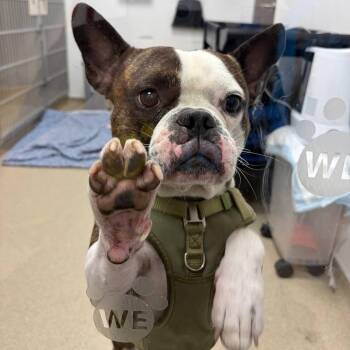 Boba -  Mixed Breed Dog for Adoption in New York, New York - Boba | PetCurious