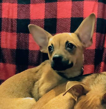 Rescue Chihuahua Dogs for Adoption in Brooklyn Center, Minnesota - Beam* | PetCurious