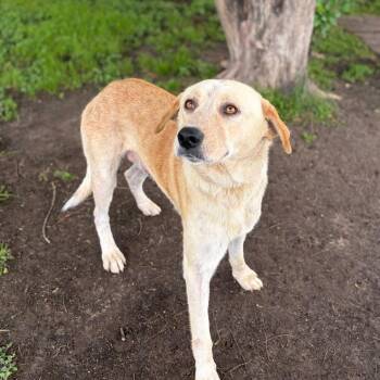 Beau 26-06-019 -  Great Pyrenees Dog Available for Adoption in Bastrop, Texas - Beau 26-06-019 | PetCurious