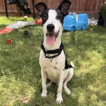 Fuego -  Pointer and Mixed Breed Dog for Adoption in San Antonio, Texas - Fuego | PetCurious
