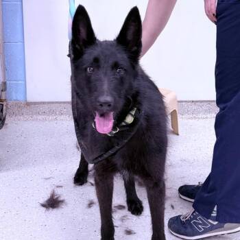 Hunter -  Mixed Breed Dog for Adoption in Indianapolis, Indiana - Hunter | PetCurious
