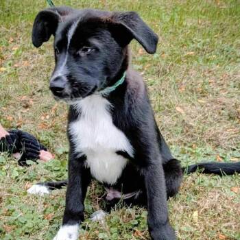 Rescue Mixed Breed Dogs for Adoption in Niagara Falls, Ontario - Dane (20250805-11) | PetCurious