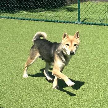 Shiba Inu Dogs Available for Adoption in Loxahatchee Groves, Florida - Scarlett 6626 | PetCurious