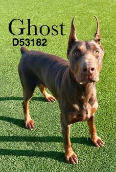 Doberman Pinscher Dogs Available for Adoption - Ghost | PetCurious