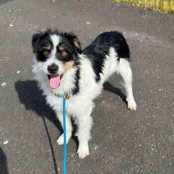 Parson Russell Terrier and Mixed Breed Dogs Available for Adoption in Newberg, Oregon - Phoenix | PetCurious
